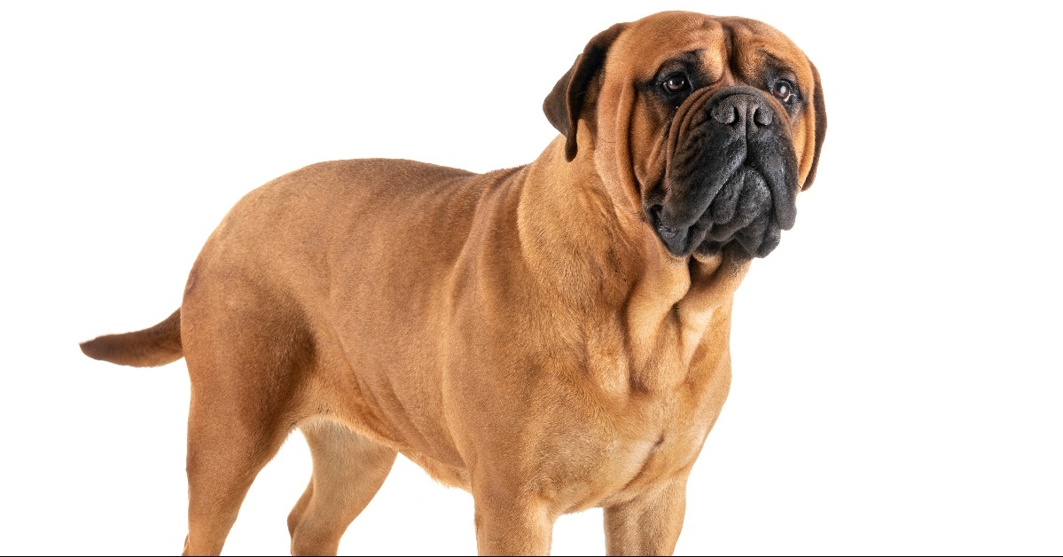 bullmastiff in studio