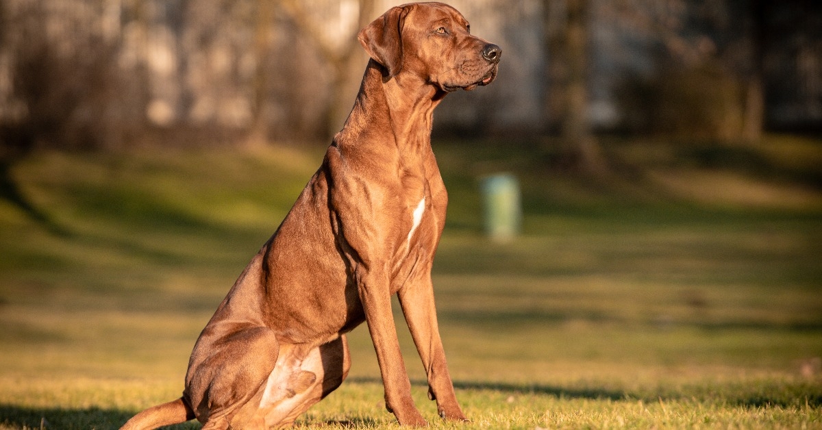 Rhodesian ridgeback