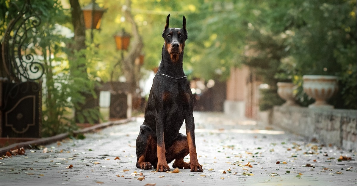 Doberman dog beautiful portrait autumn park
