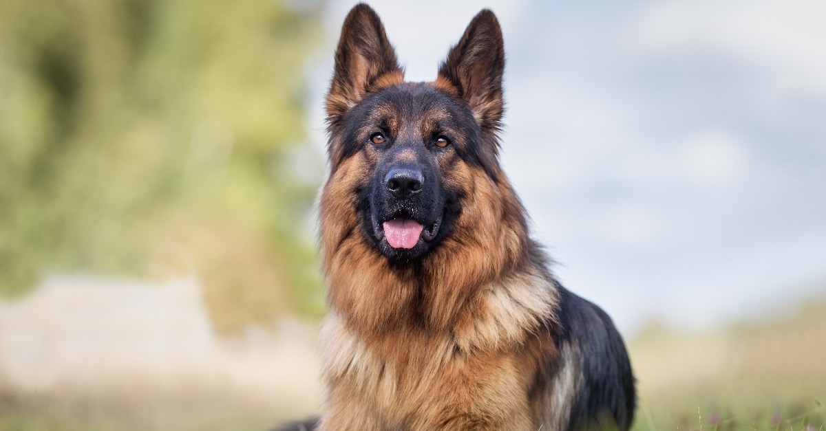 German Shepherd