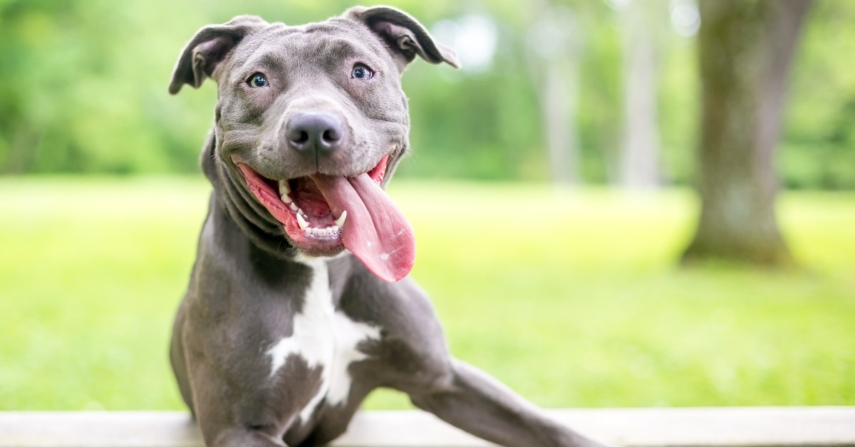 happy blue and white Pit Bull Terrier mixed breed dog 