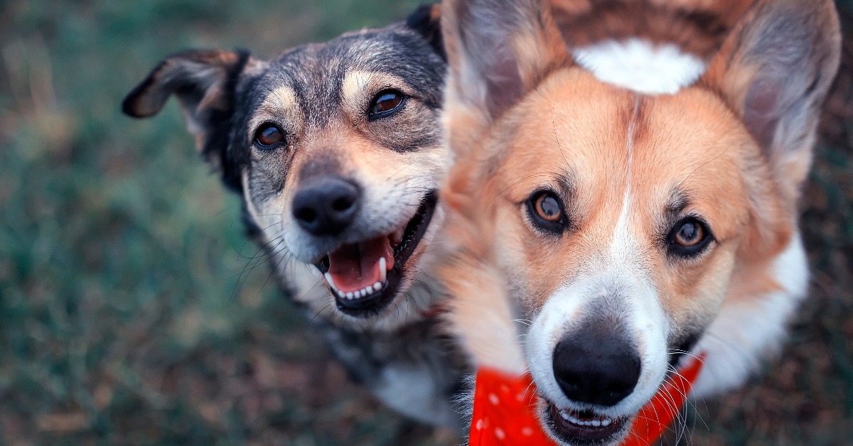 happy dogs sitting side by side