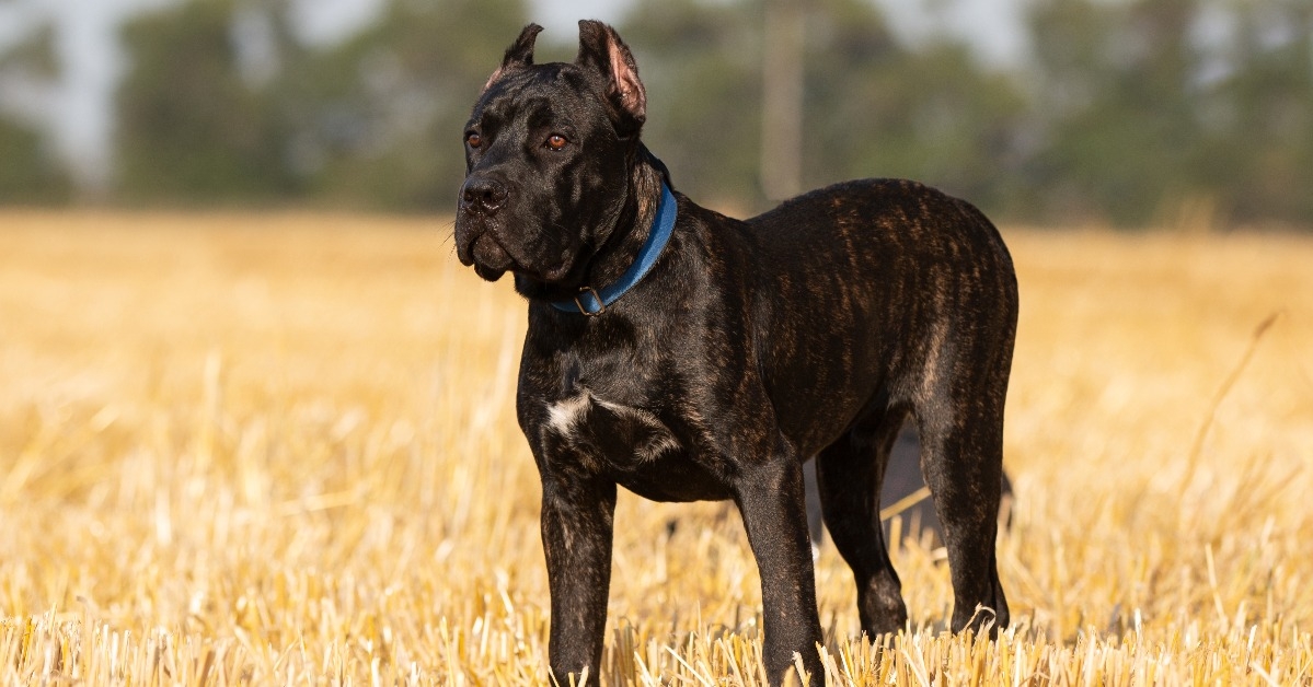 Italian cane corso puppy in the field