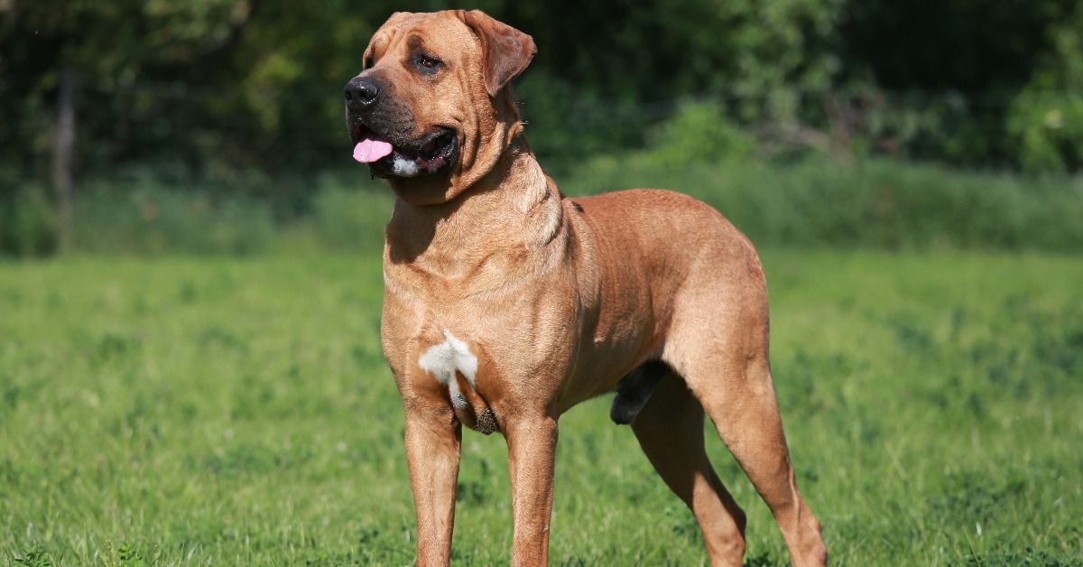 Japanese Mastiff Tosa