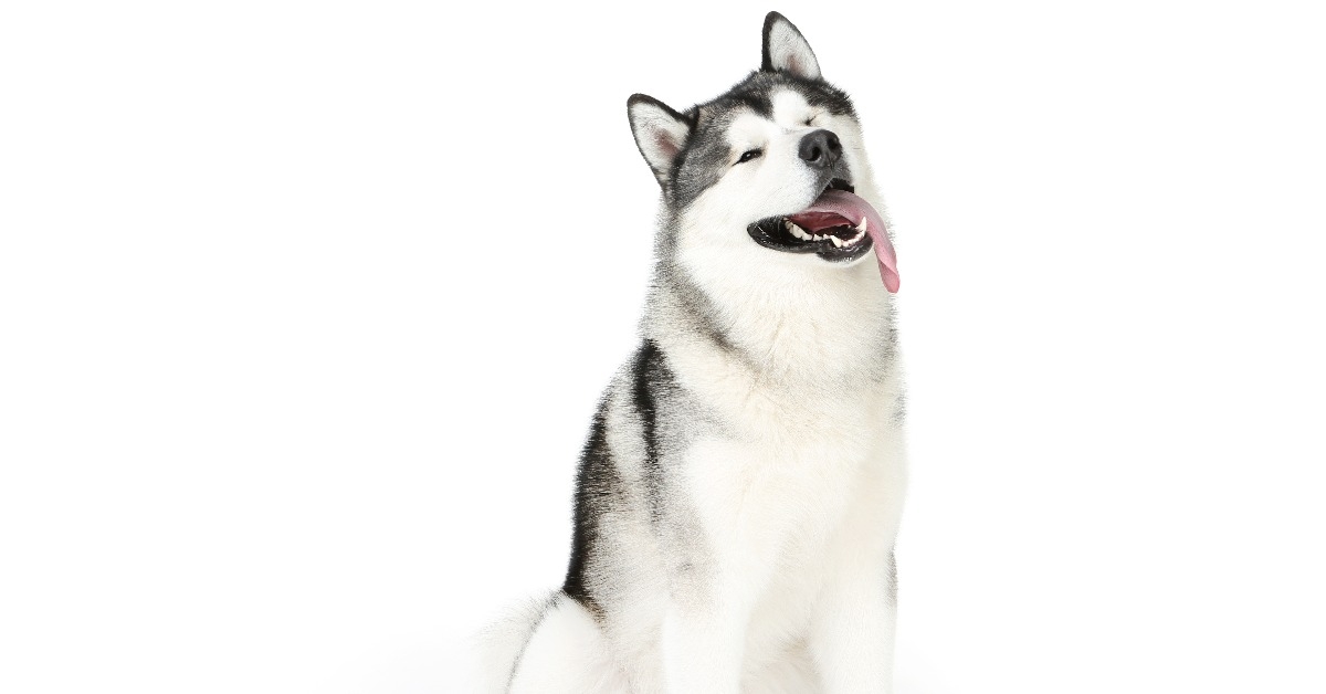 Malamute dog isolated on white background