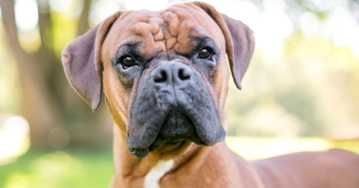 purebred Boxer dog outdoors