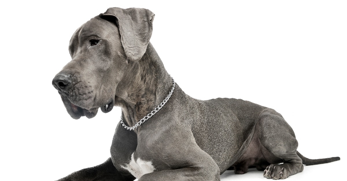 Studio shot of an adorable Great Dane dog
