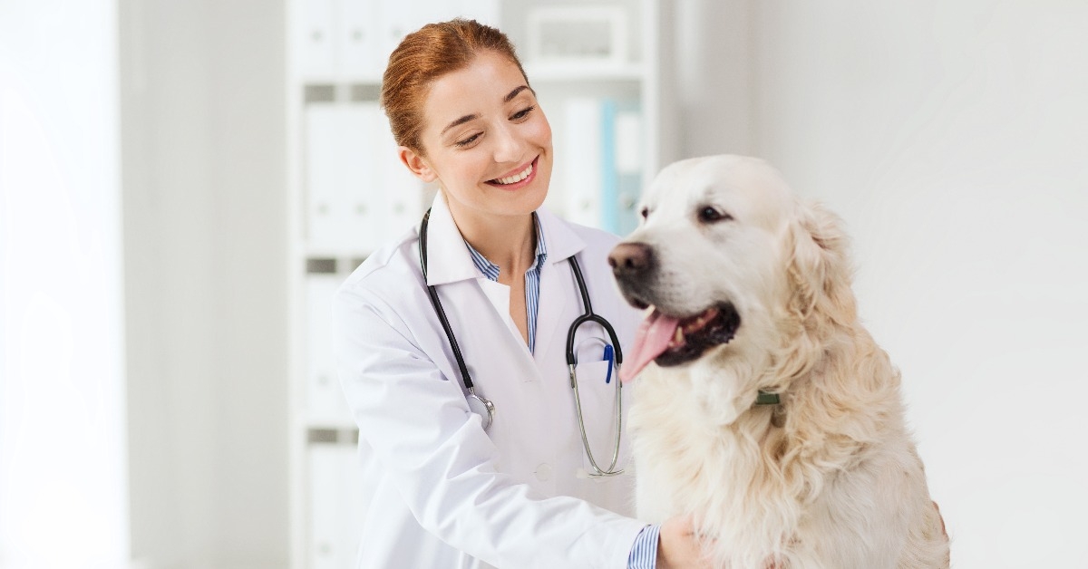 happy doctor with retriever dog at vet clinic