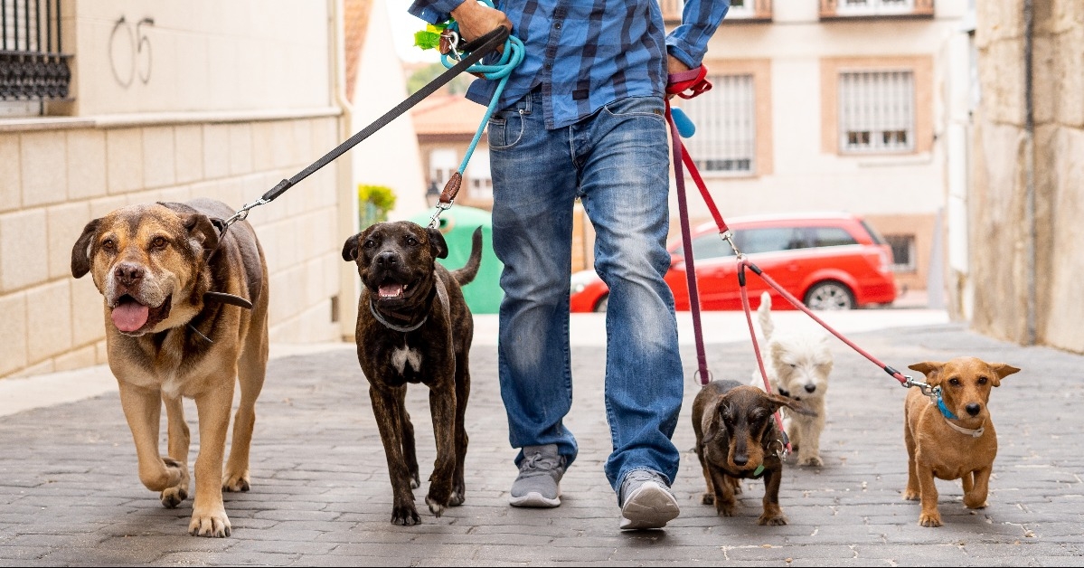 professional dog walker with dogs on leash