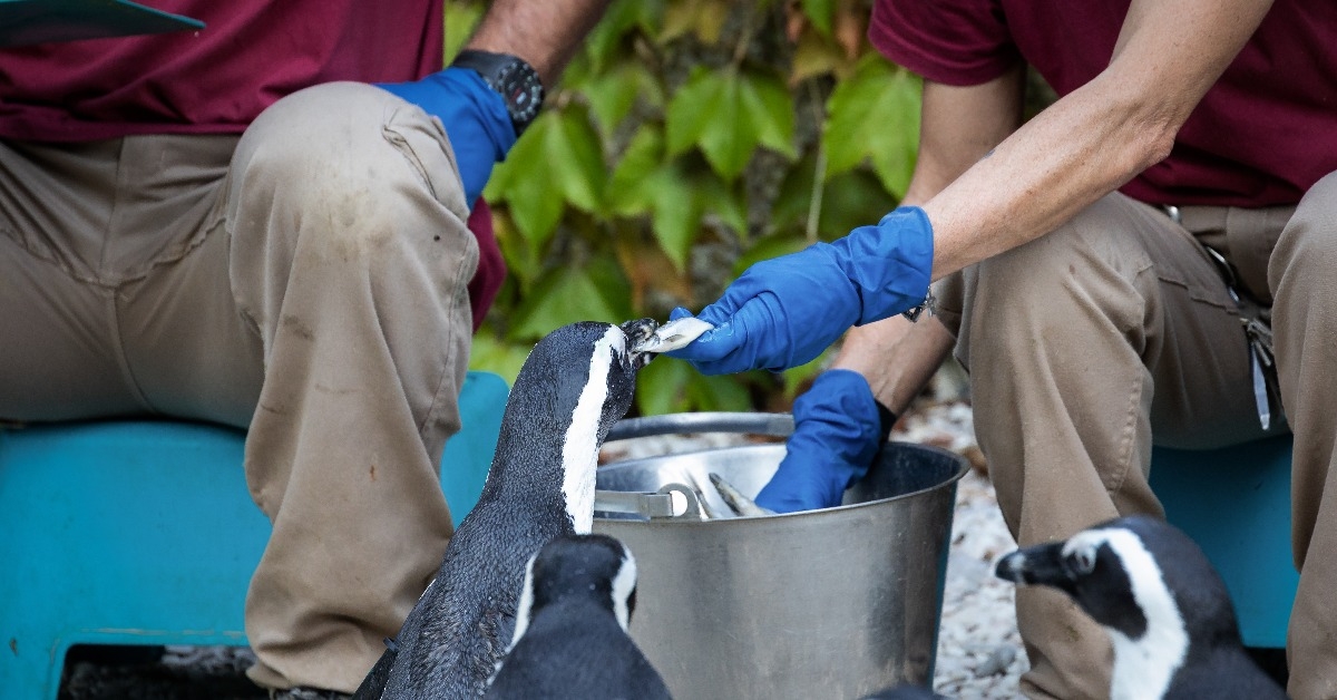 zoo keepers feeding penguins