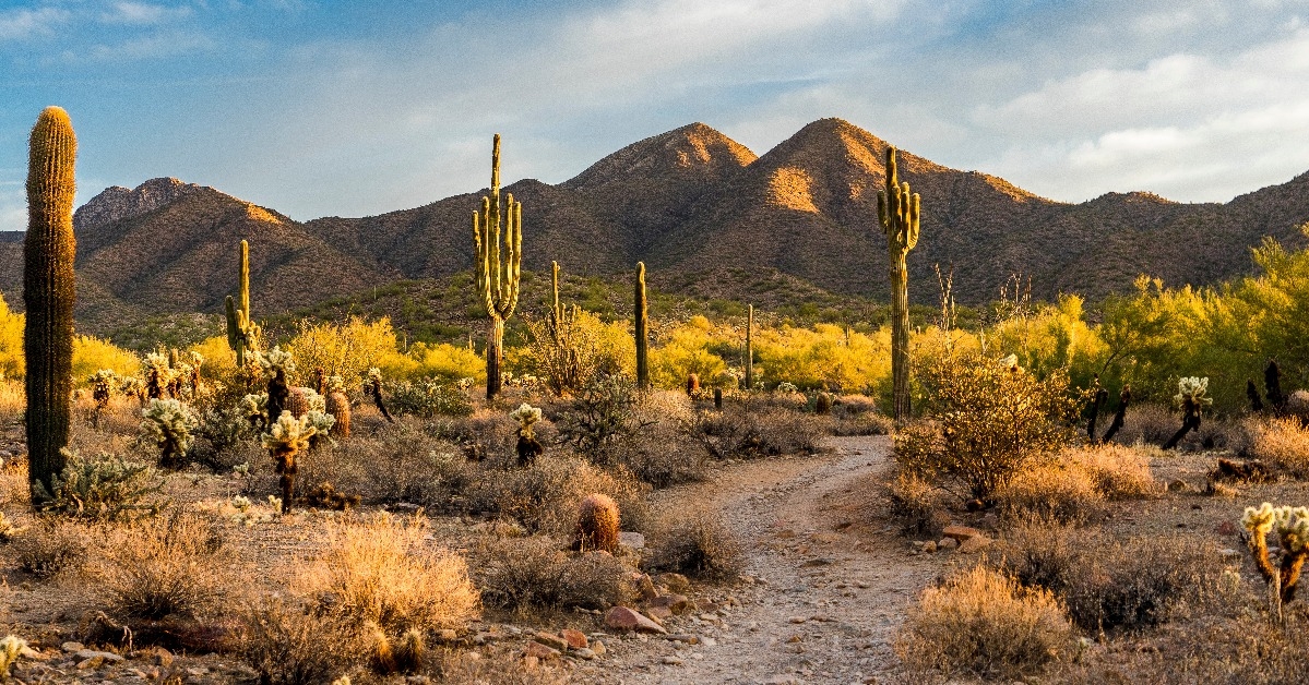 morning light in the Sonoran desert in Scottsdale Arizona