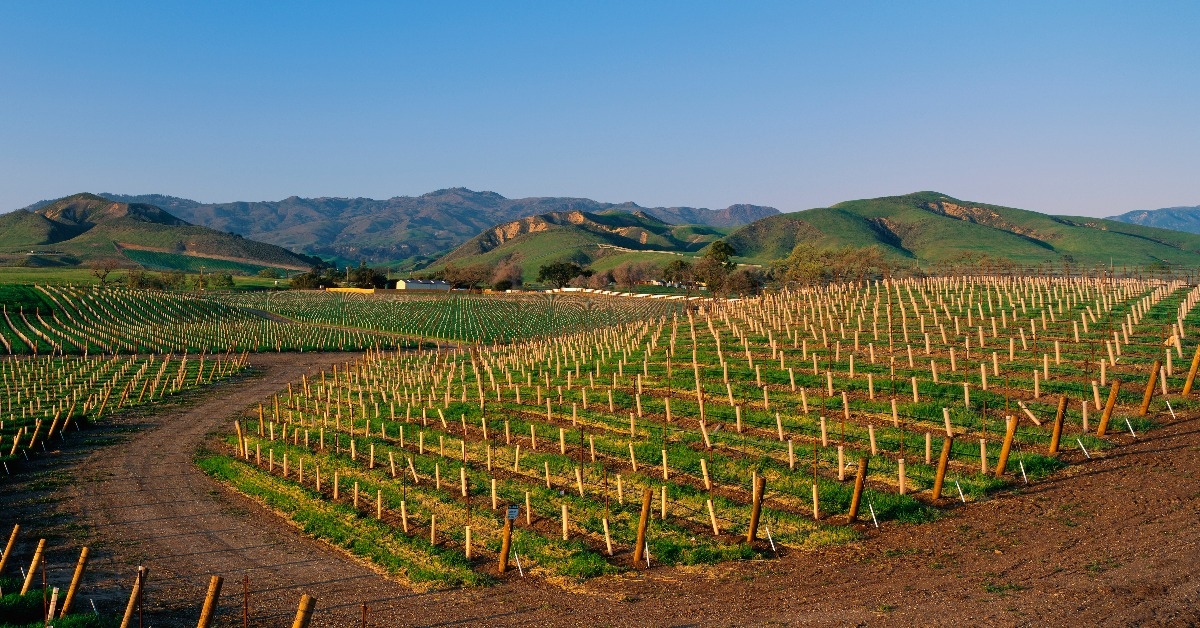 vineyards in the Santa Ynez Valley at sunset