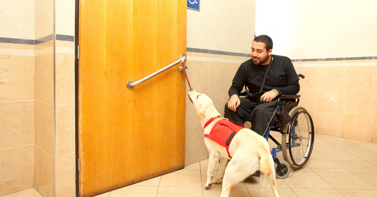 man in wheelchair with the assistance of a trained dog