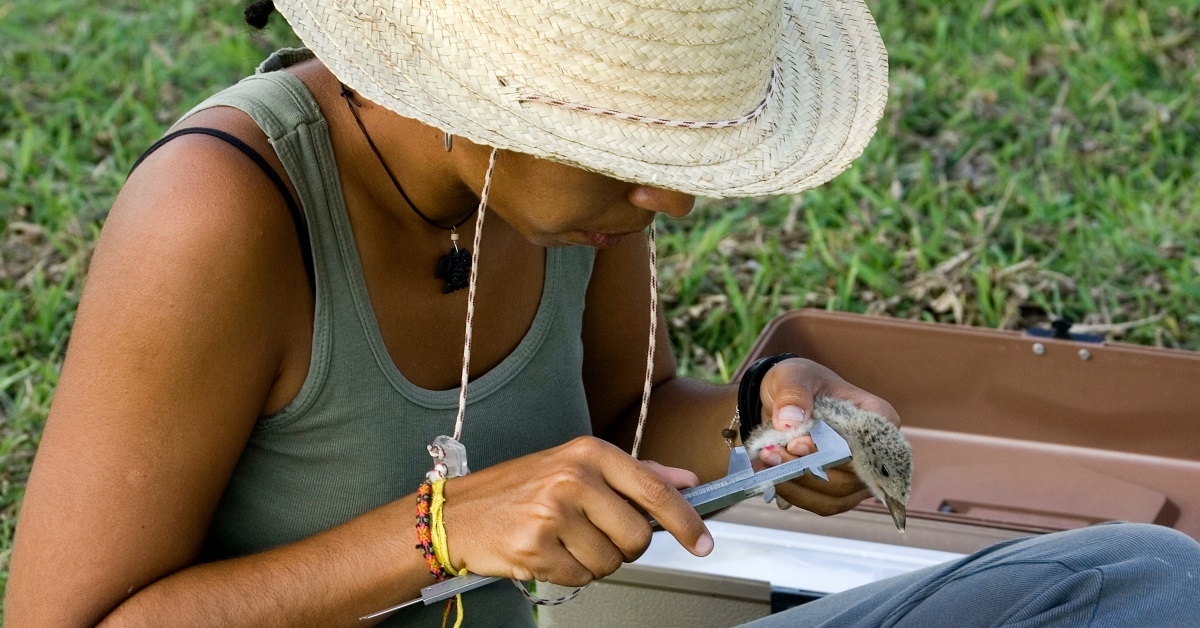 biologist holding a black skimmer with their hands
