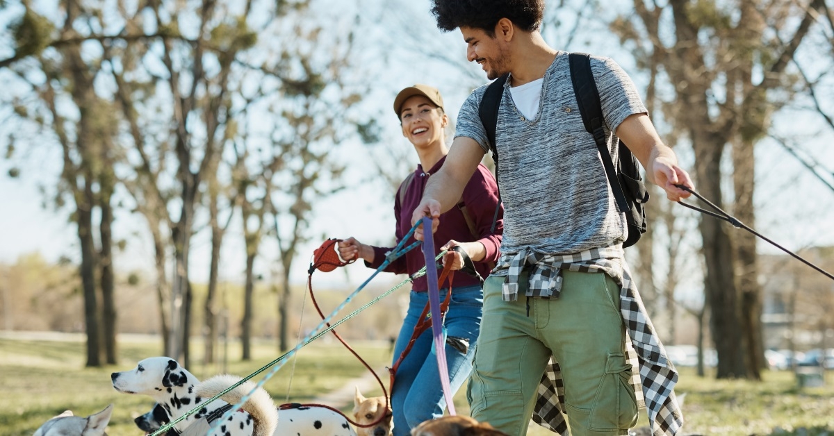 two happy friends walking bunch of dogs with leash in park