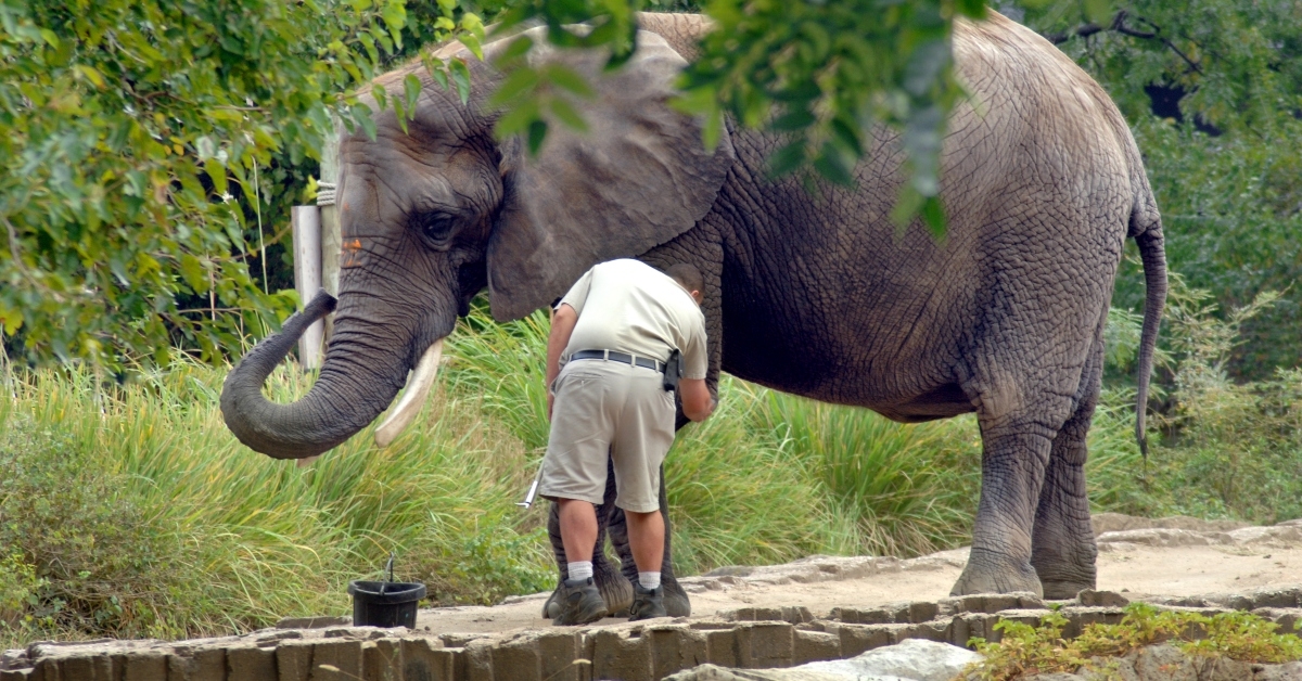 elephant behavior training