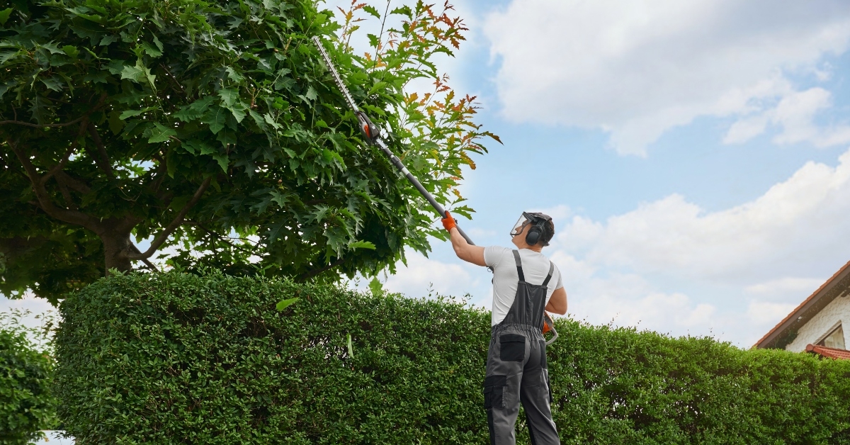 gardener in overalls pruning trees