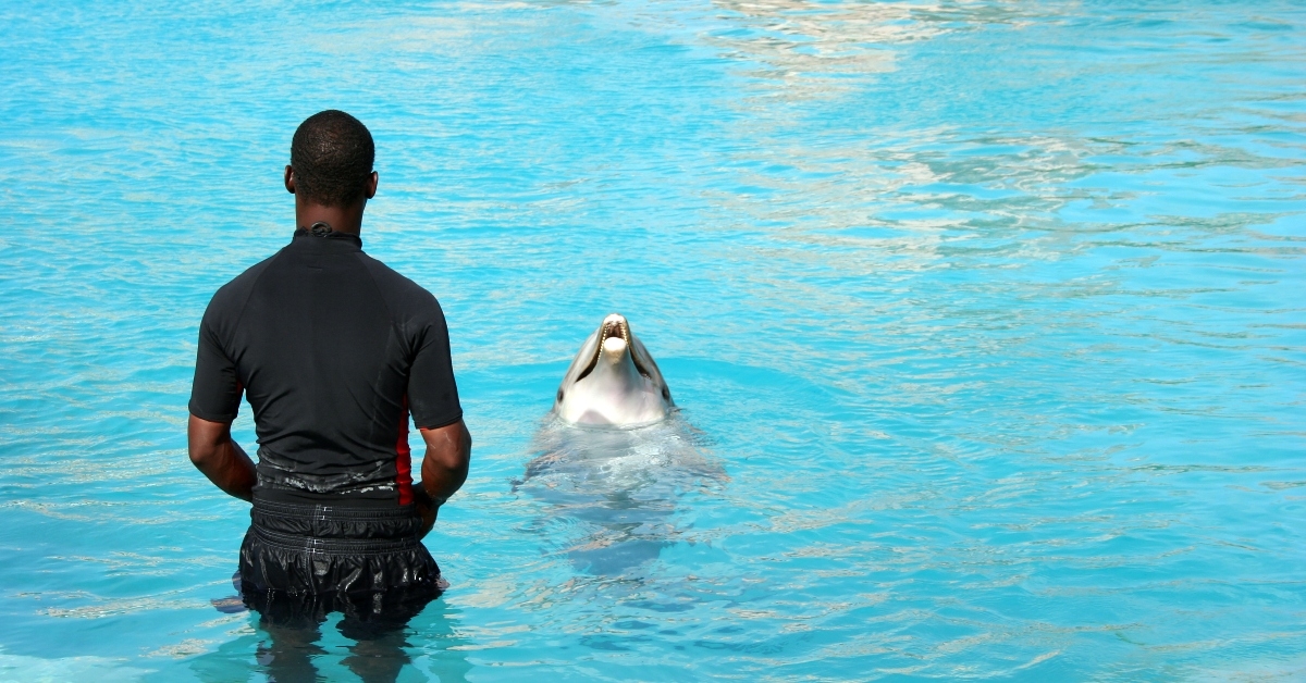 dolphin trainer