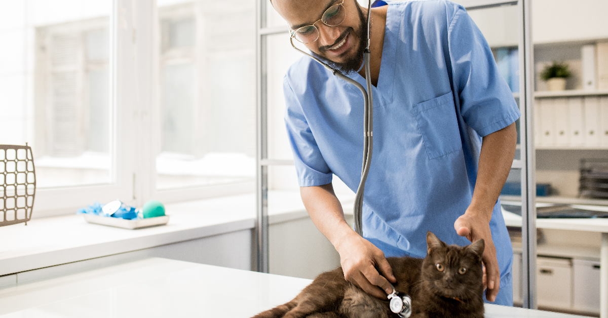 happy male veterinary using stethoscope to check black cat at clinic