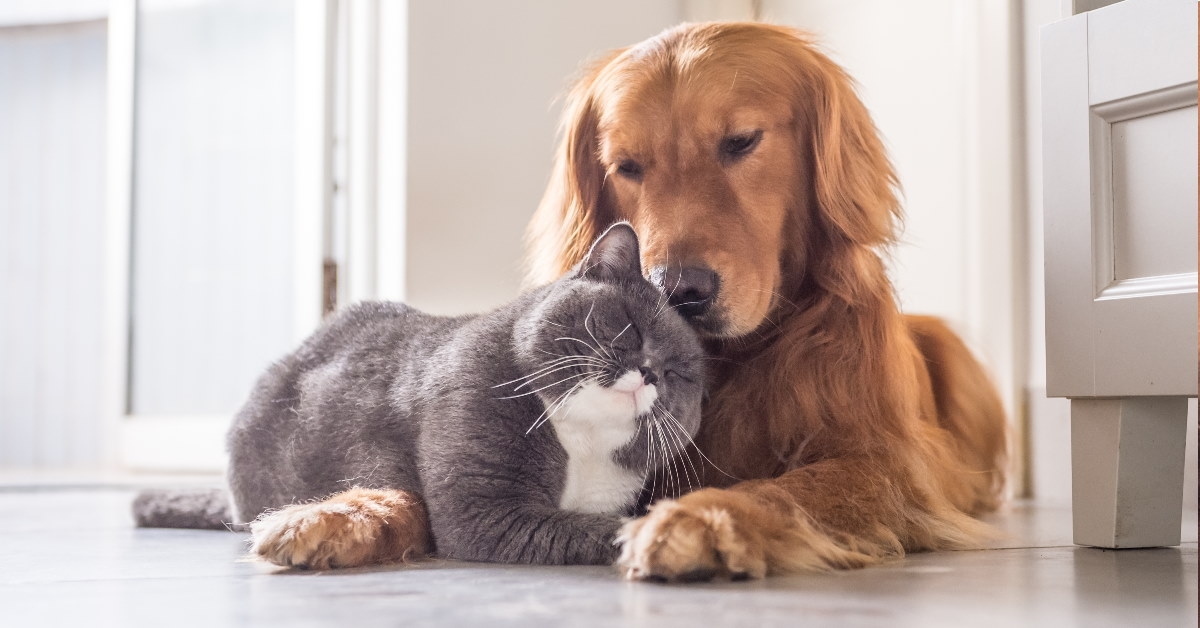british cat cuddling with retriever