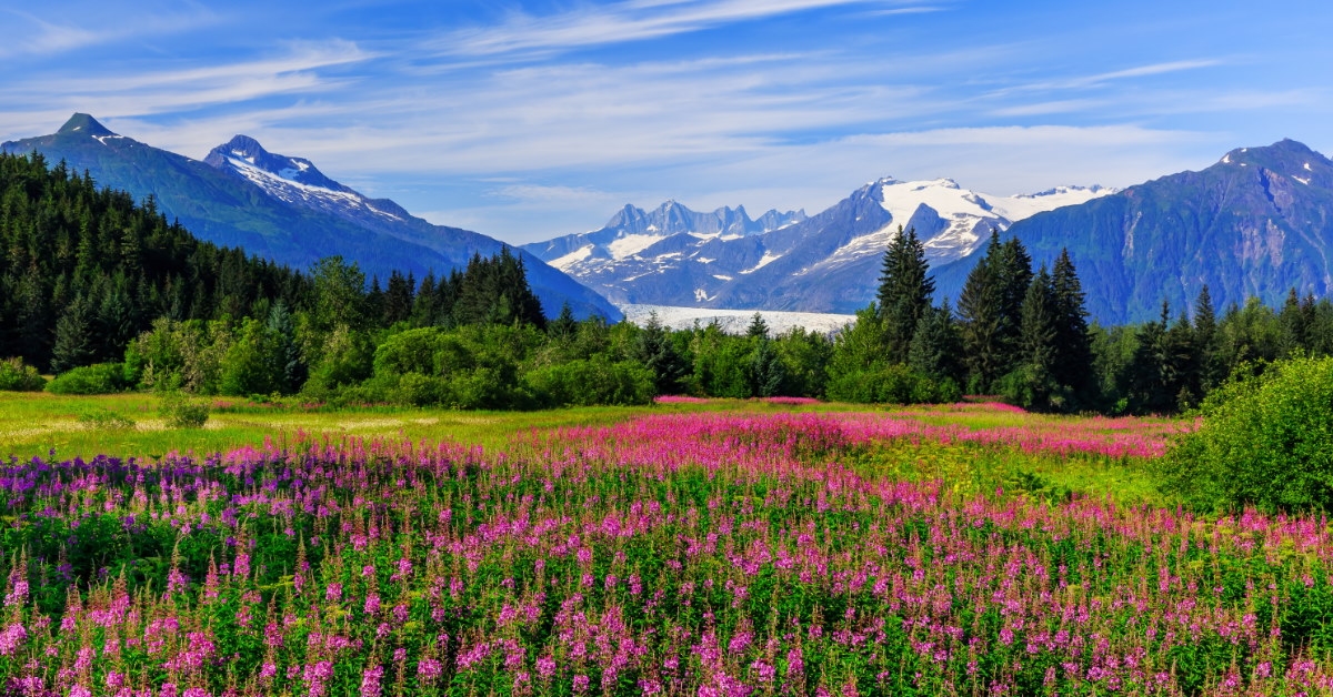 colorful meadows surrounded with green gardens in juneau alaska during day time