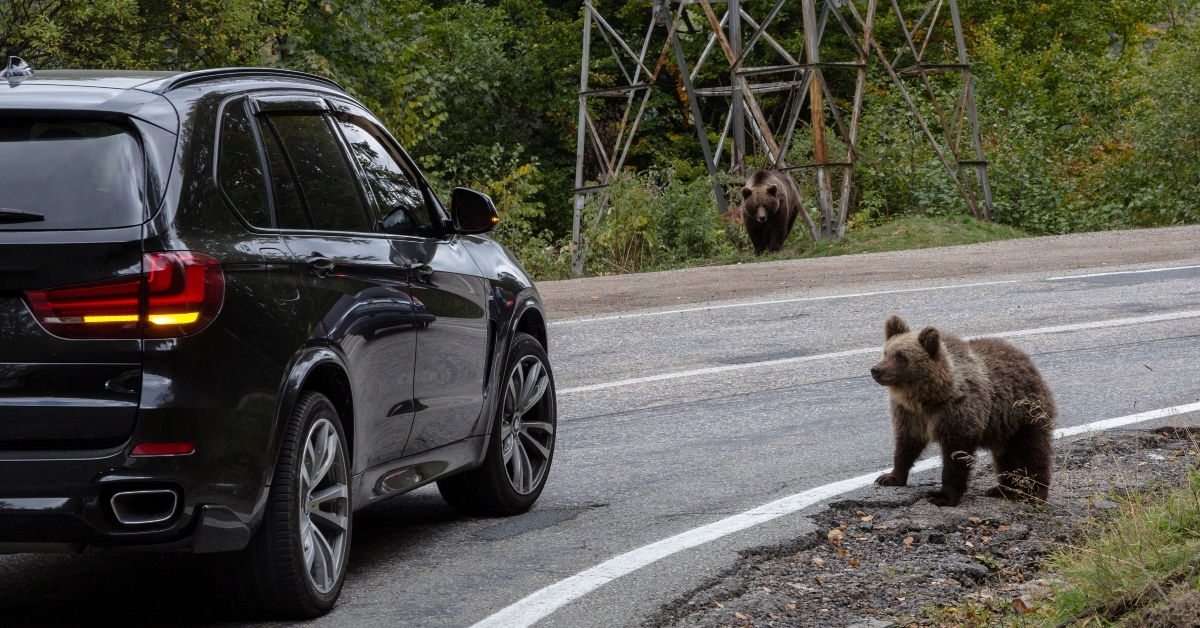 two wild bears stand near a car on the road