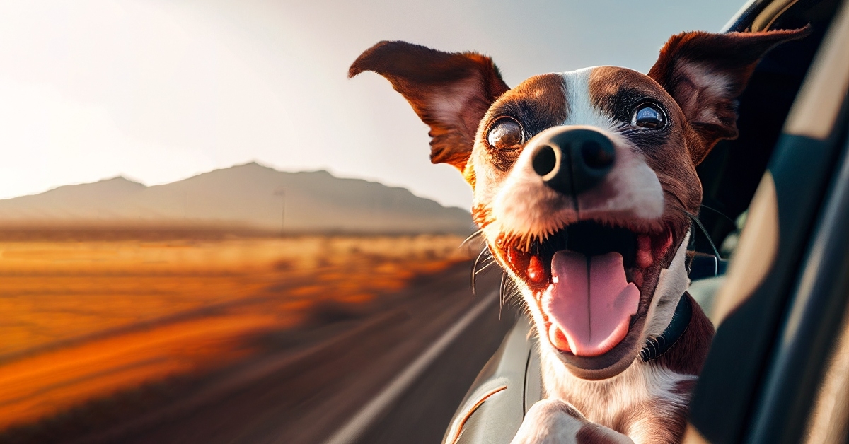 happy dog with head out of the car window