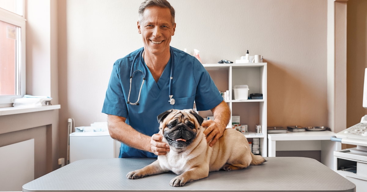 senior vet standing beside pug on stretcher in clinic