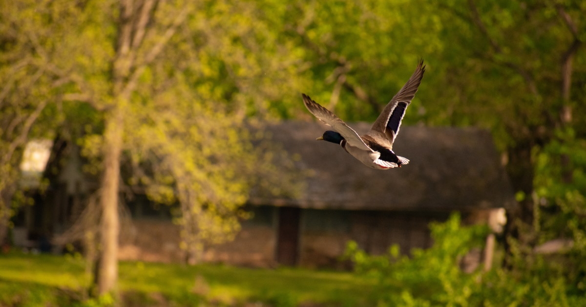 birds flying around green trees during day time in missouri