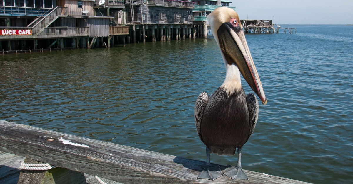 brown pelican sitting on fence besides water at cedar keys florida