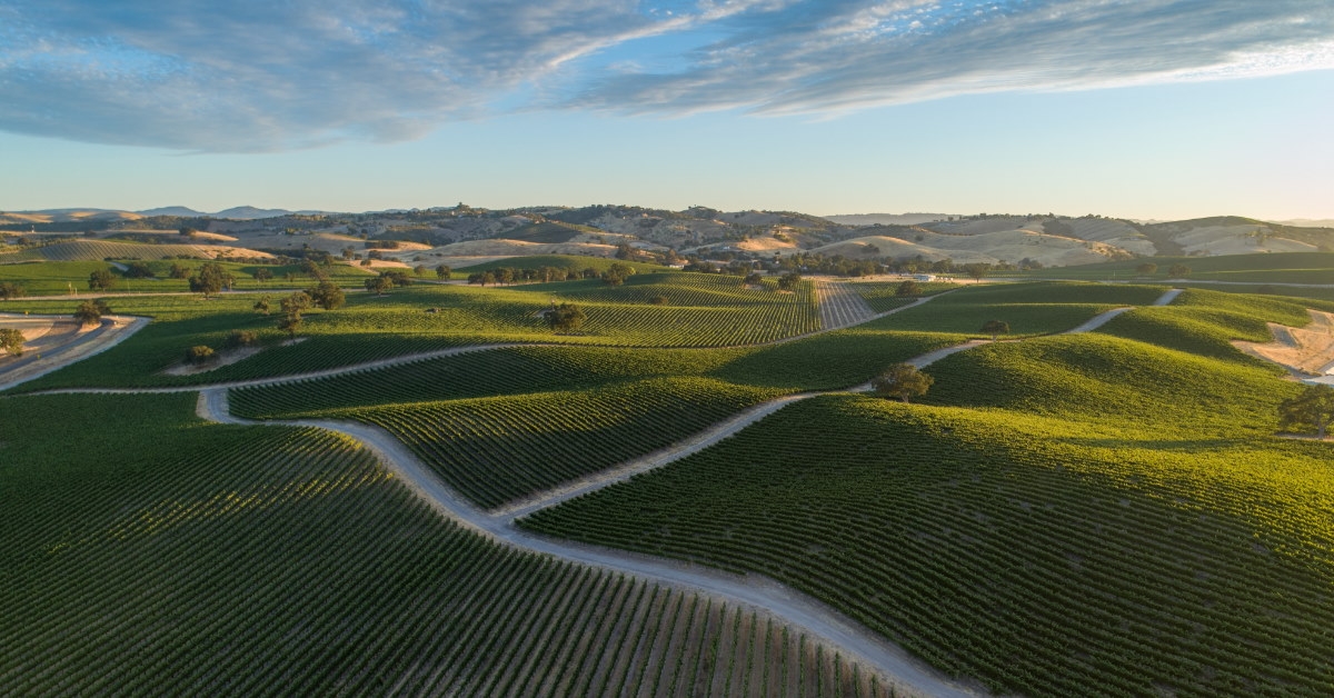 green vineyards in california during day time with shadows