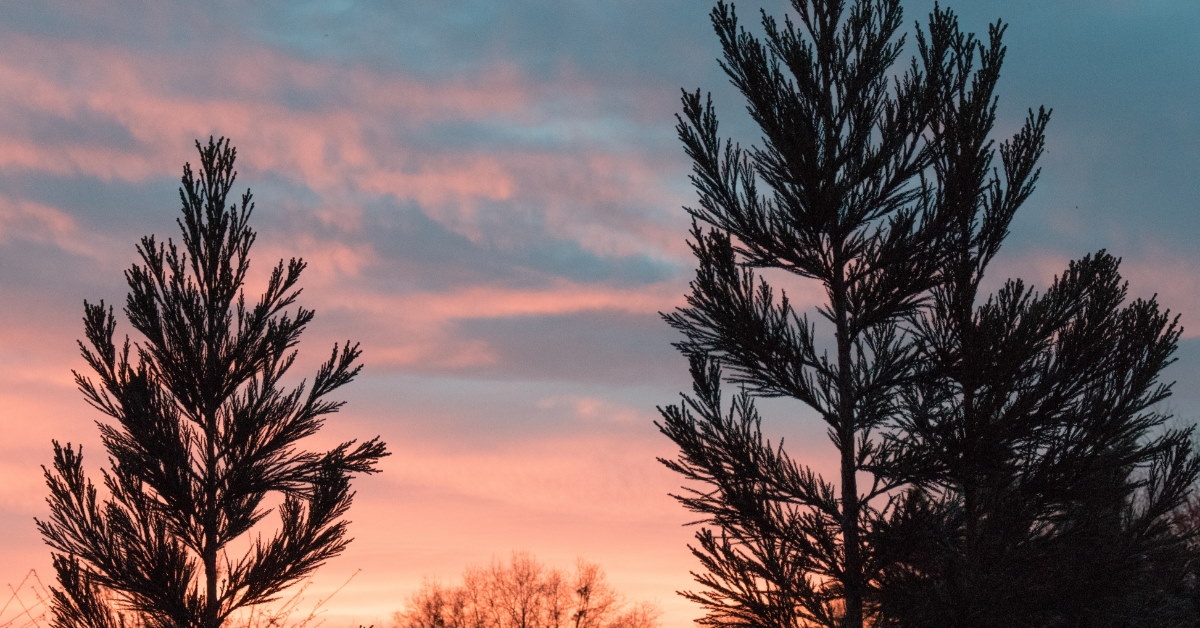pine trees at sunset 