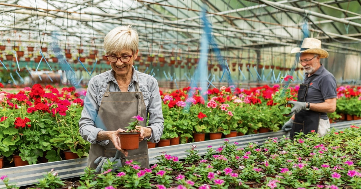 senior florists working with potted flowers in house