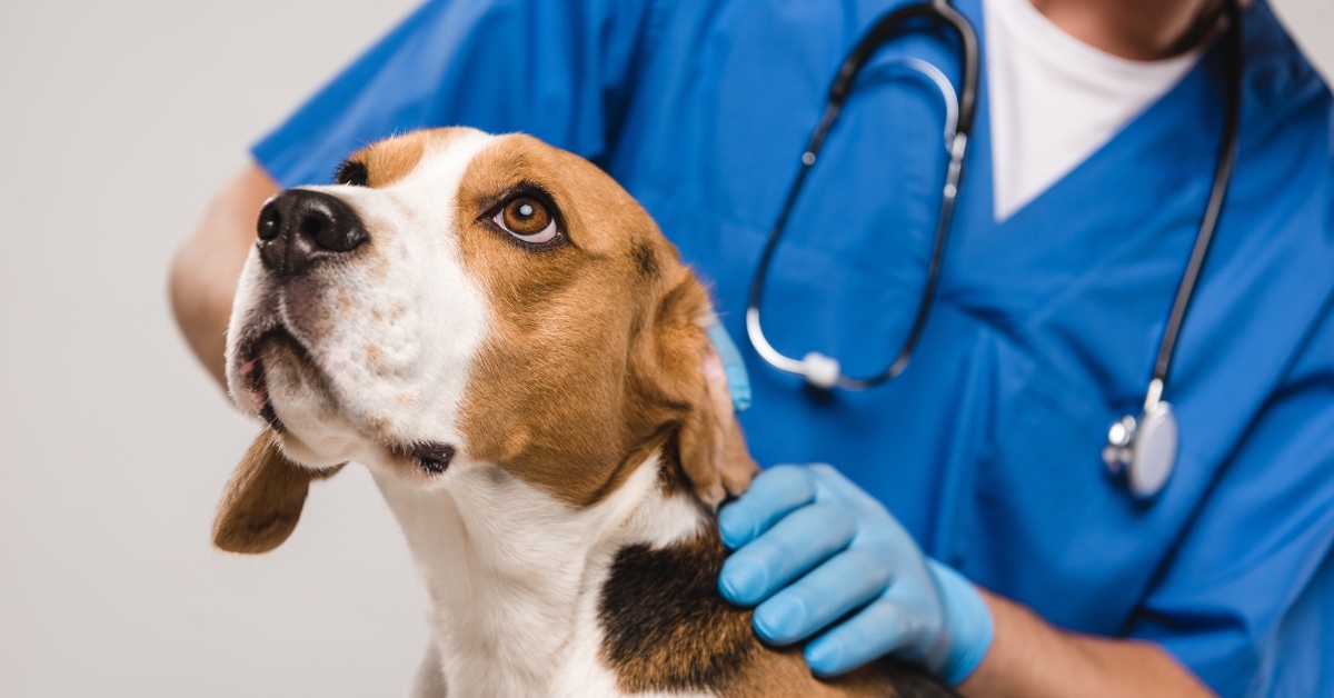 veterinarian examining beagle dog