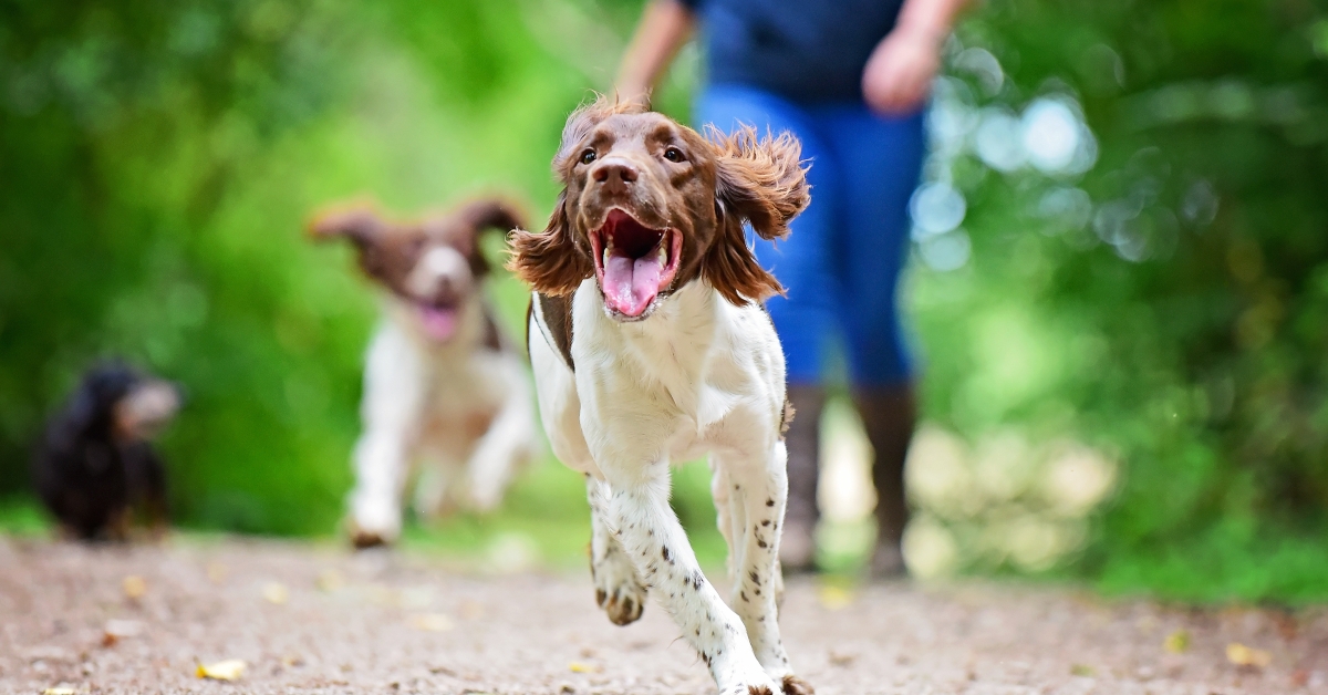 brown and white springer spaniels with floppy ears running 