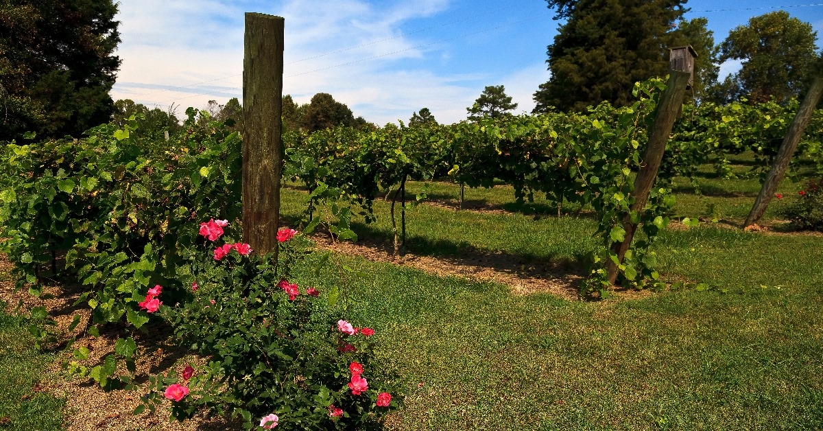 grapevines in north carolina with beautiful fensicing during day time