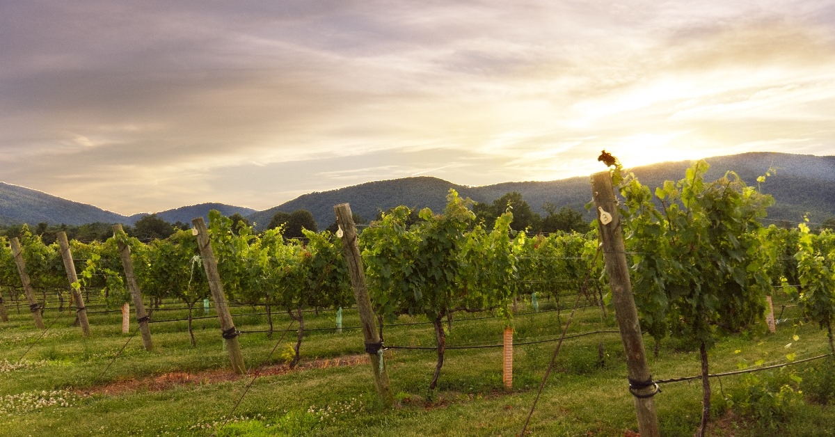 central virginia winery at dusk