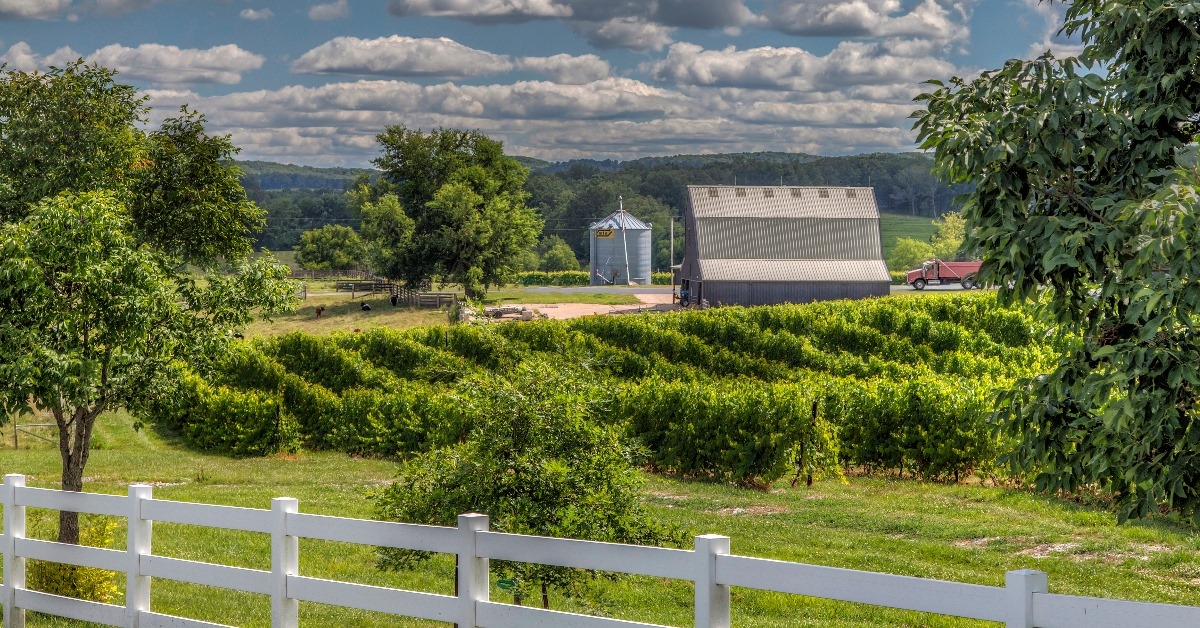 missouri grapes vineyard in neat rows along with barn during day time