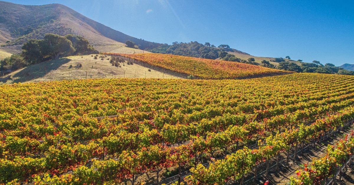 santa rosa vineyard in santa ynez valley on sunny day during fall