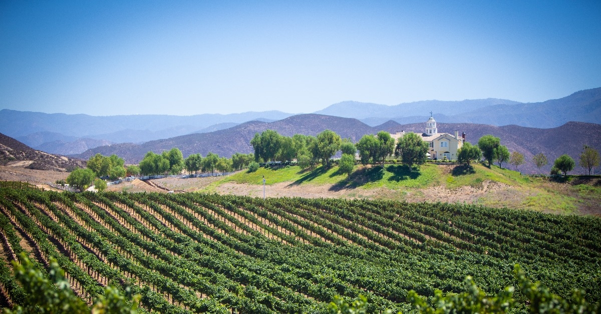temecula vineyard with beautiful greenery on sunny day