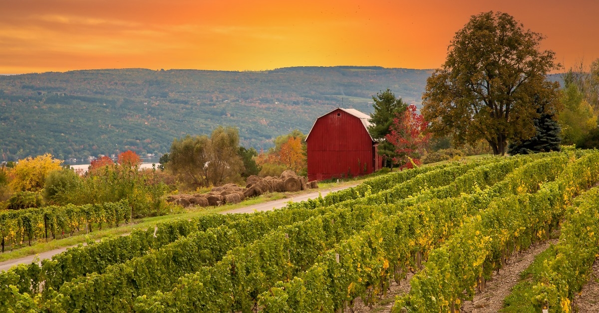 beautiful vineyard with a red barn in the lakes region