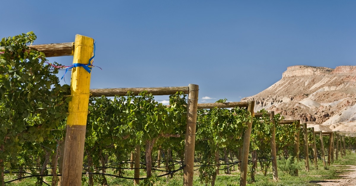 vineyard at winery in western colorado with beautiful sandu mountain in background