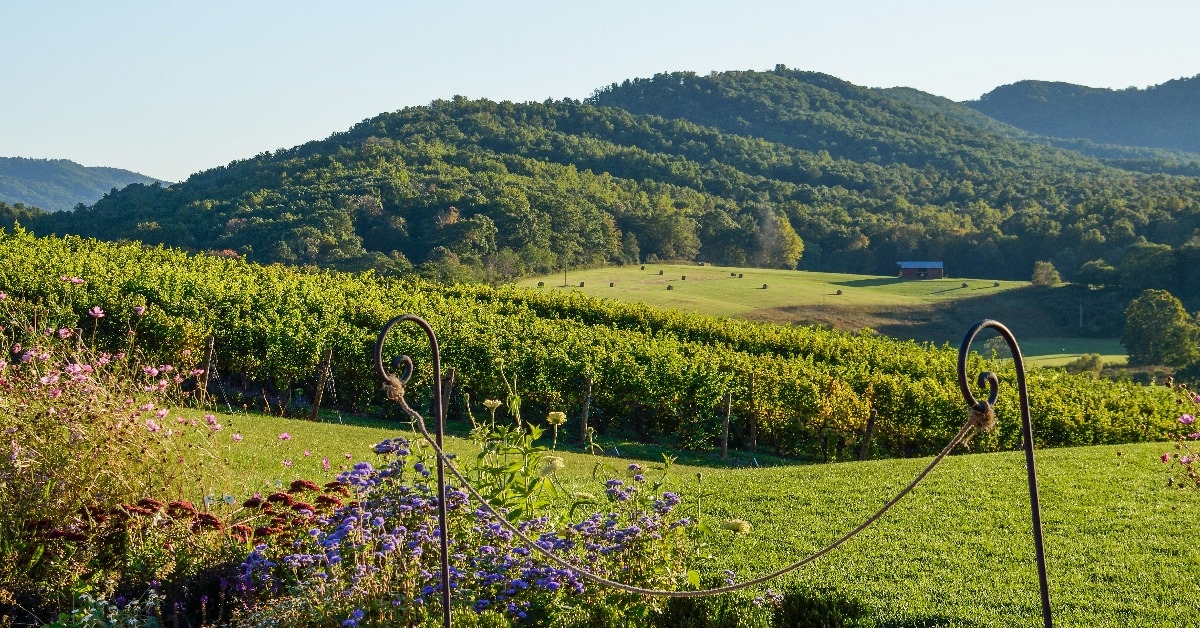 vineyrad hills in virgina during autom on sunny day
