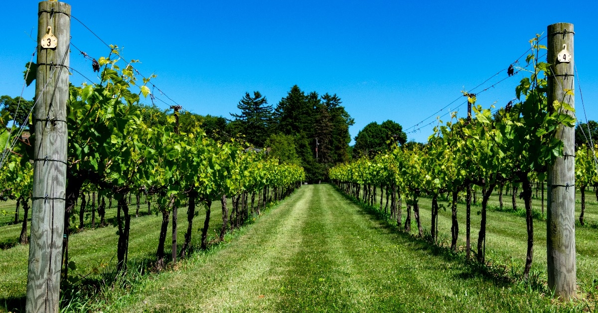 vineyard in lehigh valley pennsylvania with scorching sun and wired fences