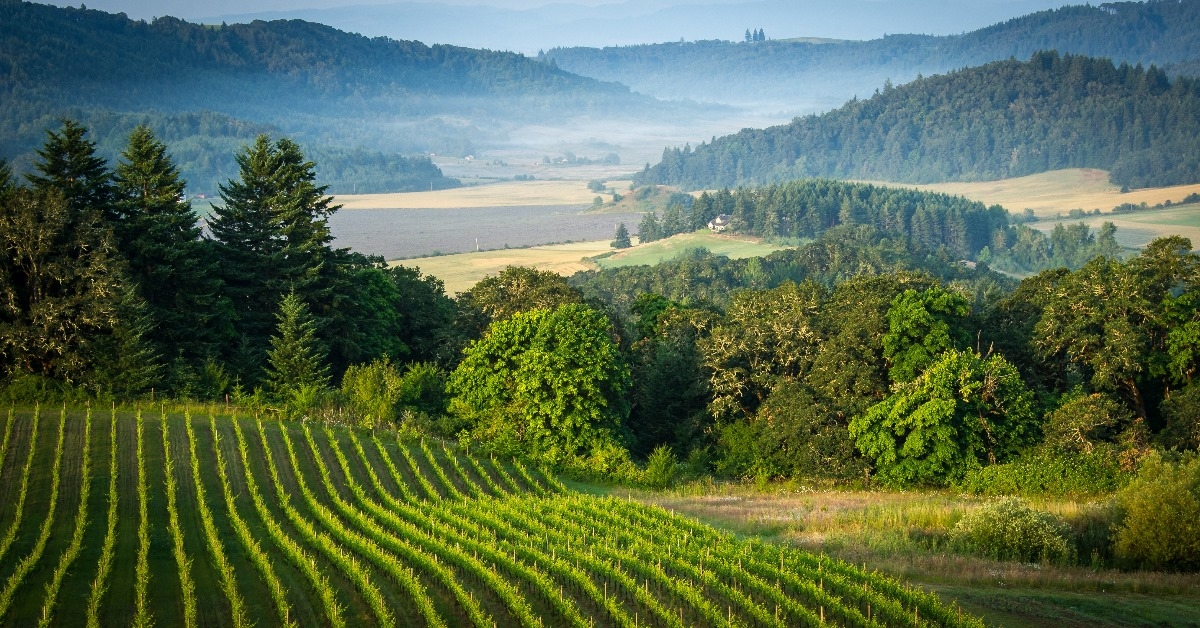 vineyards in willamette valley wine country during day time