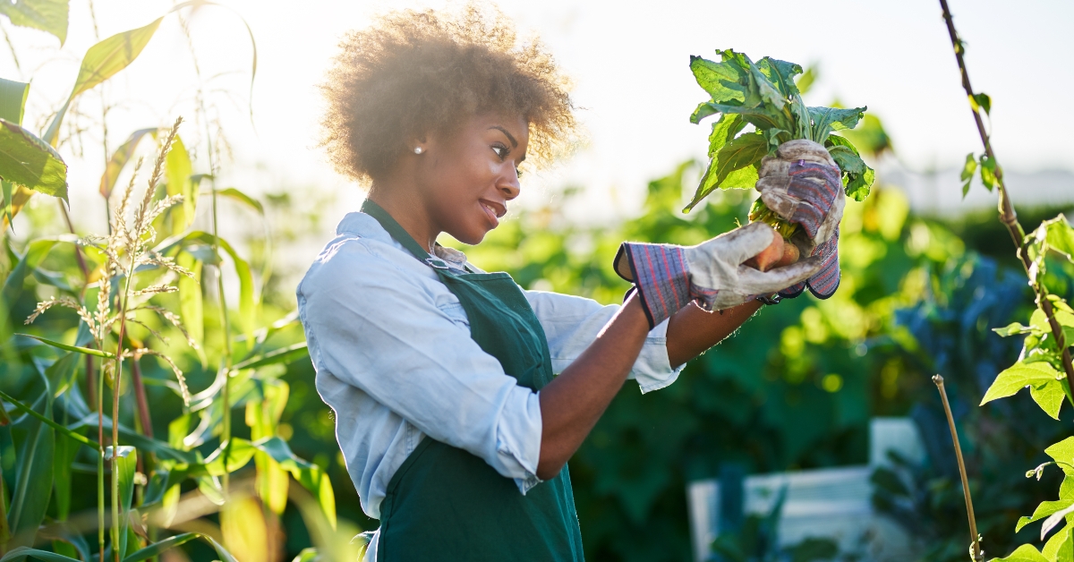 gardener looking at golden beets