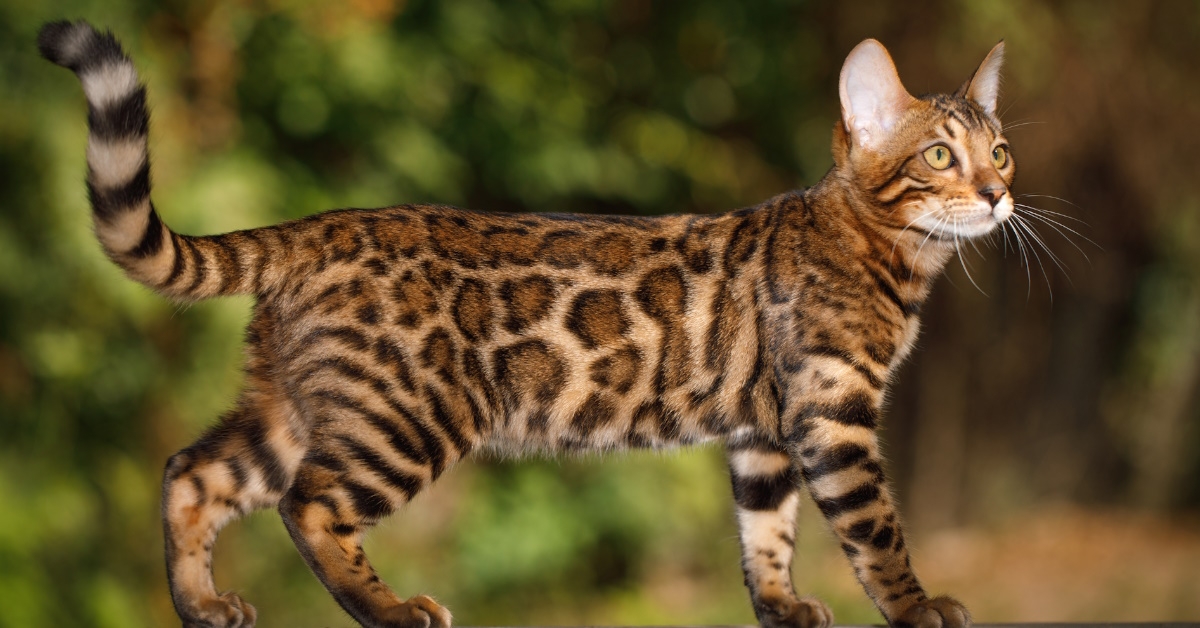  A Bengal cat hunting outdoors, walking on a plank with green nature in the background.