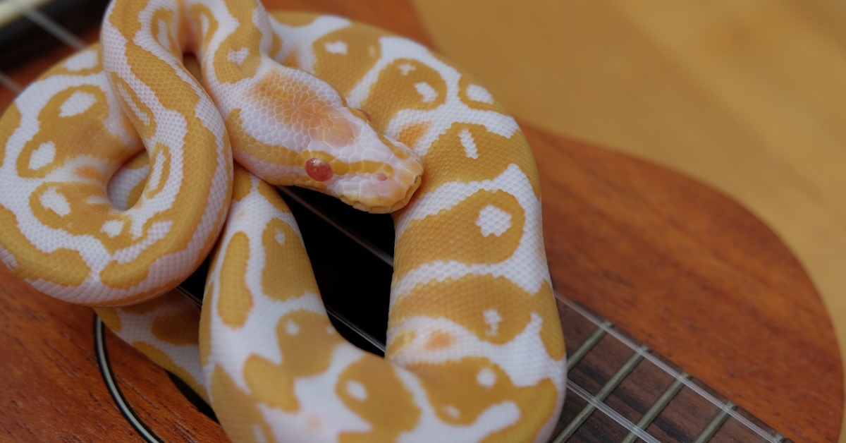 lovely albino python sits folded on the guitar in the room of owner.