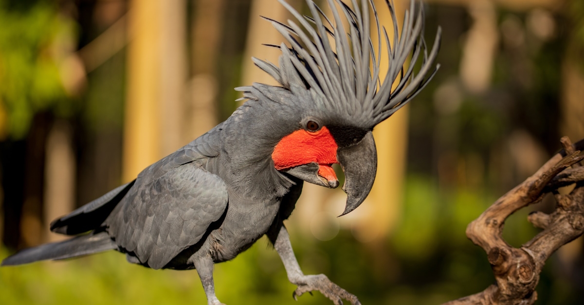 A black palm cockatoo perches on a branch in its natural environment at a tropical bird park.