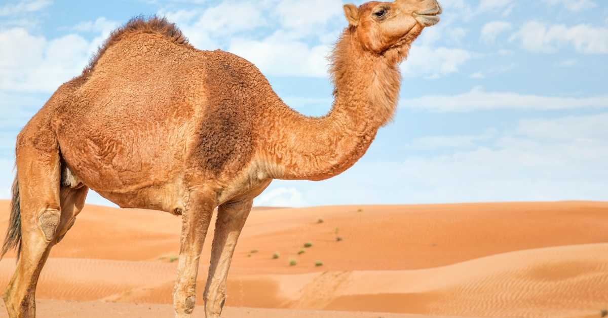 A camel standing in the desert of in Wahiba Oman at daytime